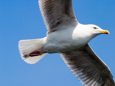 Photo of gull in flight