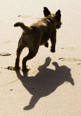 Kelso (border terrier) and shadow
